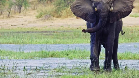 Elephants in Botswana Video stock 272331324
