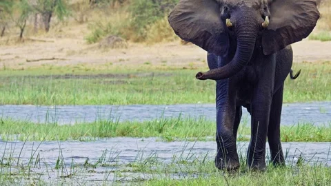 Elephants in Botswana Stock Footage 272339639