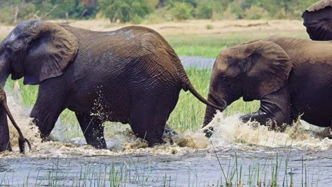 Elephants in Botswana Video stock 272341463
