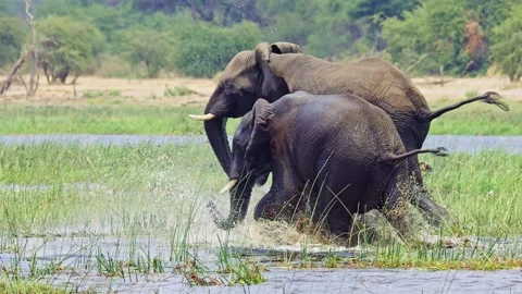 Elephants in Botswana Video stock 272343231