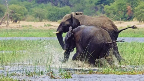 Elephants in Botswana Stock Footage 272345602
