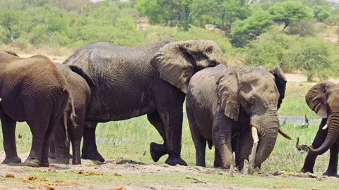 Elephants in Botswana Stock Footage 272355279