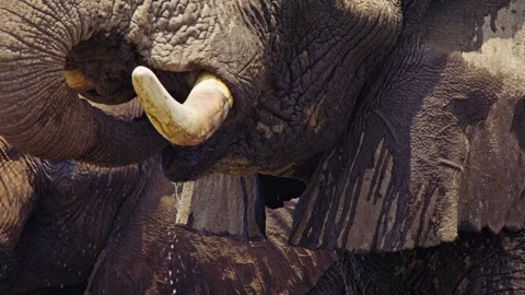 Elephants in Botswana Stock Footage 272364704