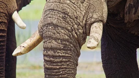 Elephants in Botswana Stock-Footage 272368708