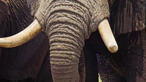 Elephants in Botswana Stock Footage 272369781