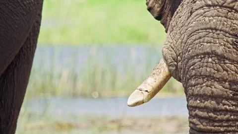 Elephants in Botswana 스톡 동영상 272371923