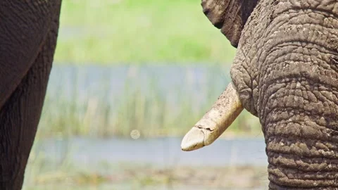 Elephants in Botswana Video stock 272377483