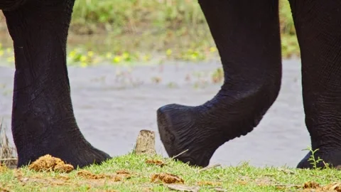 Elephants in Botswana Stock Footage 272380108