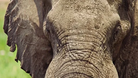 Elephants in Botswana Stock Footage 272389607