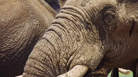 Elephants in Botswana Stock Footage 272389621