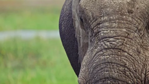 Elephants in Botswana Stock Footage 272396095