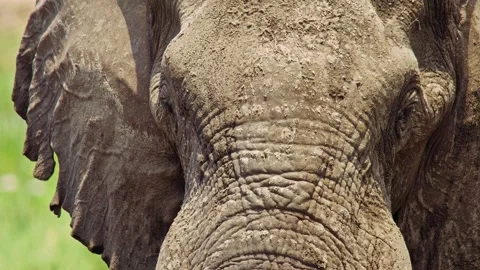 Elephants in Botswana Stock Footage 272396744