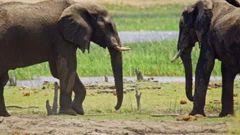 Elephants in Botswana Video stock 272404750
