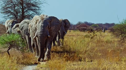 Elephants in Botswana Stock Footage 272405746
