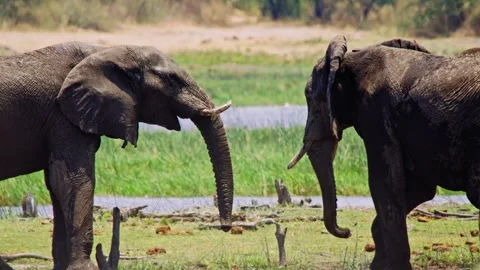 Elephants in Botswana Stock-Footage 272406427
