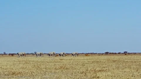 Elephants in Botswana Stock-Footage 272409344