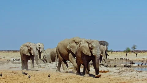Elephants in Botswana Stock Footage 272414291