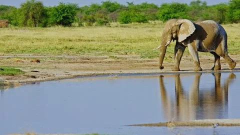 Elephants in Botswana Stock Footage 272434398