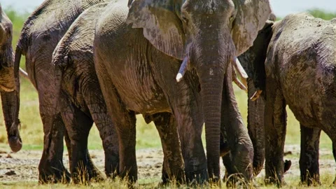 Elephants in Botswana Video stock 272437798