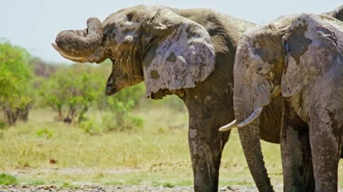 Elephants in Botswana Stock Footage 272442521