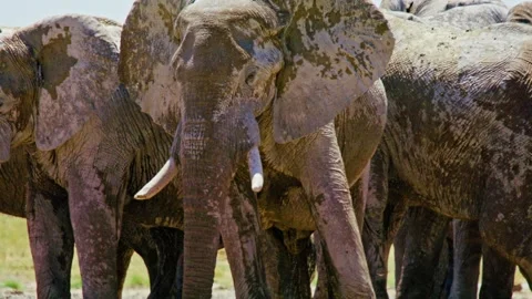 Elephants in Botswana Stock Footage 272446205
