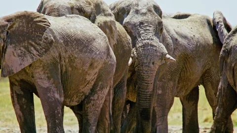 Elephants in Botswana Stock Footage 272448293