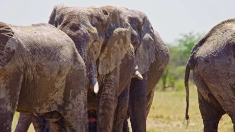 Elephants in Botswana Stock Footage 272455660