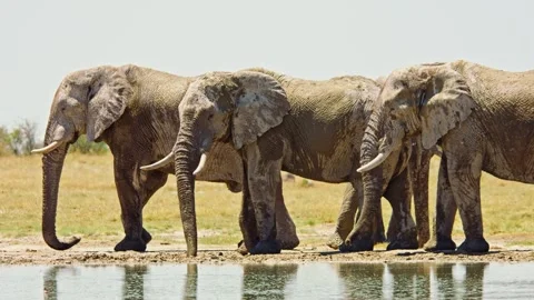Elephants in Botswana Stock Footage 272470796