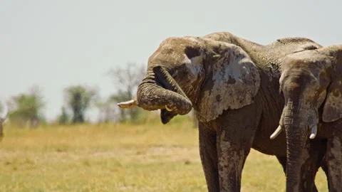 Elephants in Botswana Stock Footage 272481989