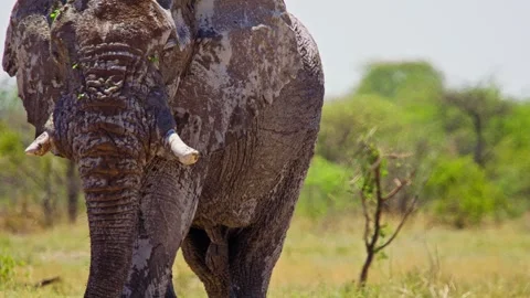 Elephants in Botswana Stock Footage 272490883