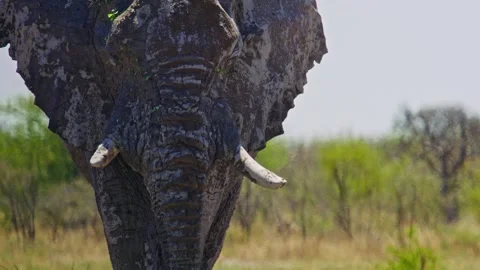 Elephants in Botswana Stock Footage 272494023