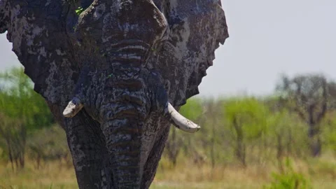 Elephants in Botswana Stock Footage 272498470