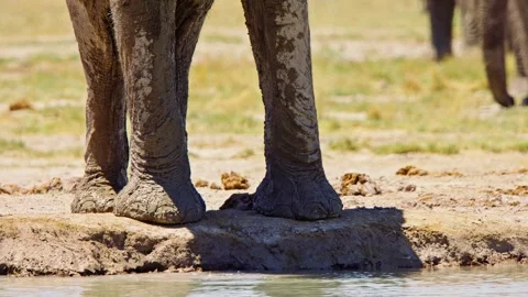 Elephants in Botswana Видео 272523482