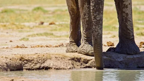Elephants in Botswana 스톡 동영상 272531960