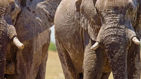 Elephants in Botswana Stock Footage 272535298