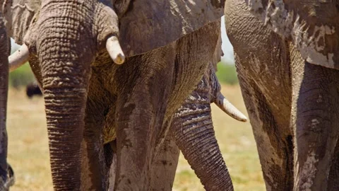 Elephants in Botswana Video stock 272540234