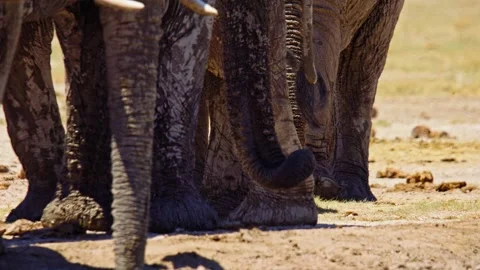 Elephants in Botswana Video stock 272542817