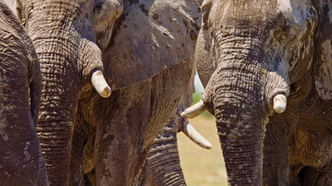 Elephants in Botswana Stock Footage 272547932