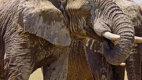 Elephants in Botswana Video stock 272551811