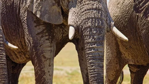 Elephants in Botswana Video stock 272552502