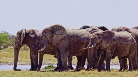 Elephants in Botswana Stock Footage 272558743