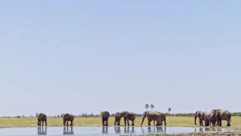 Elephants in Botswana Stock Footage 272562176