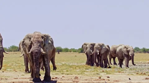 Elephants in Botswana Stock Footage 272565045