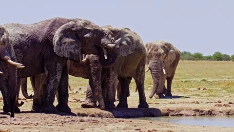 Elephants in Botswana Stock Footage 272565593