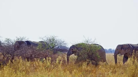 Elephants in Botswana Stock Footage 272567838