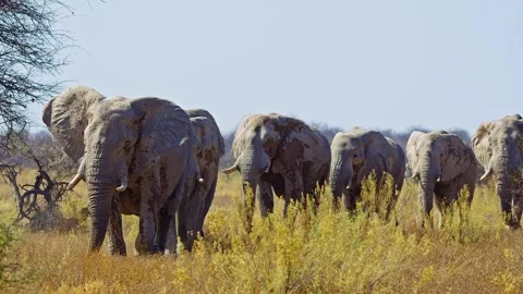 Elephants in Botswana Stock Footage 272588598
