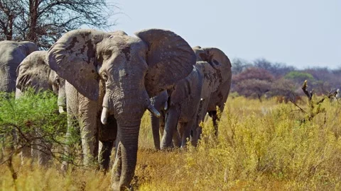 Elephants in Botswana Stock Footage 272591277