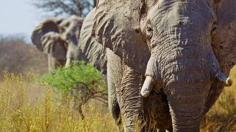 Elephants in Botswana Видео 272597154