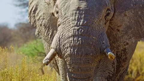 Elephants in Botswana Stock Footage 272597453