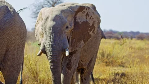 Elephants in Botswana Stock Footage 272600247